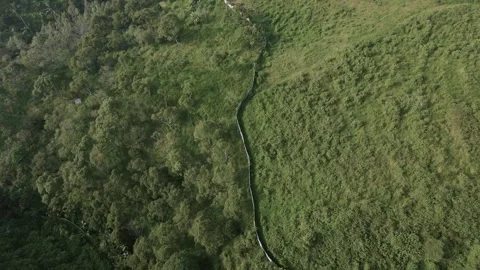 Aerial view of forest  2 Video stock 291830394