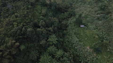 Aerial view of a forest 3 Stock Footage 291711420