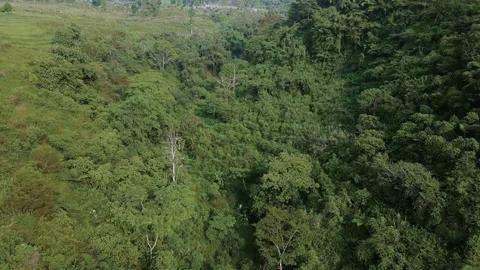 Aerial view of forest 3 Stock Footage 291835246