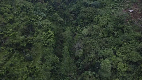 Aerial view of a forest 4 Stock Footage 291712197