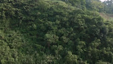 Aerial view of forest  4 Stock Footage 291835579