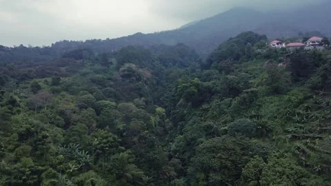 Aerial view of a forest 5 Stock Footage 291713294