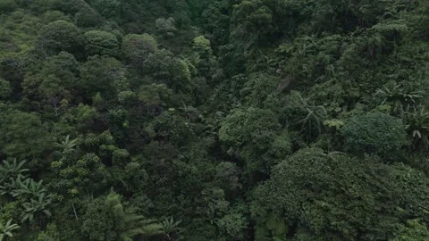 Aerial view of a forest 6 Stock Footage 291714066