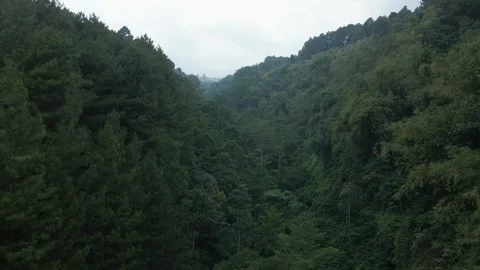 Aerial view of forest 6 Video stock 291933084