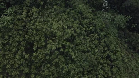 Aerial view of a forest 7 Stock Footage 291714255