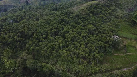 Aerial view of a forest 8 Video stock 291715247