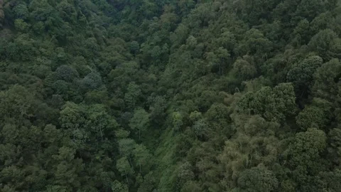 Aerial view of forest 8 Stock Footage 291945830