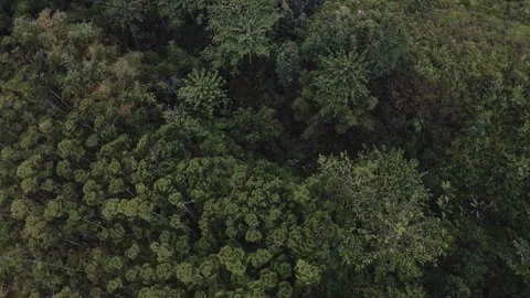 Aerial view of a forest 9 Stock Footage 291715283
