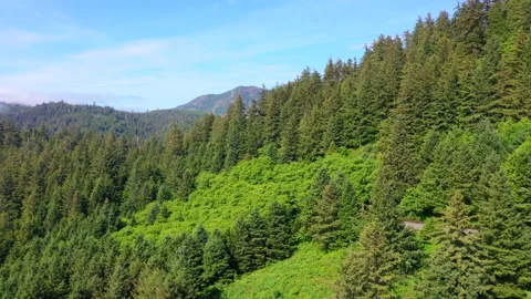 Aerial View of Forest above Devils Cauldron Video stock 312423330