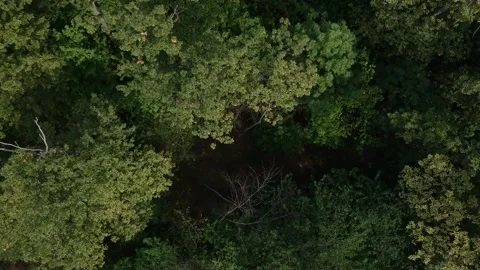 Aerial view of forest from above typically autumn scene Stock Footage 139570239
