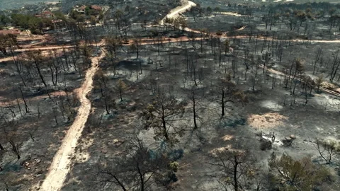 Aerial view of the forest after a fire Vidéo 314161219
