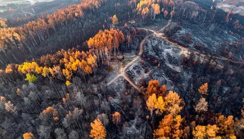 Aerial view of the forest after the fire, damaged environment caused Stock Photos