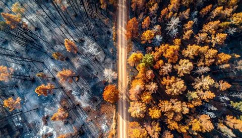 Aerial view of the forest after the fire, damaged environment caused Stock Photos