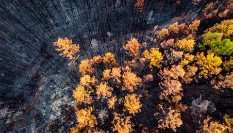 Aerial view of the forest after the fire, damaged environment caused Stock Photos