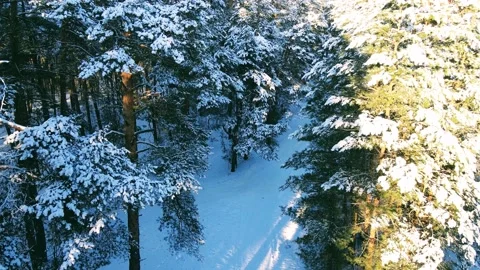 Aerial view of the forest after a snowfall Stock Footage 234020548