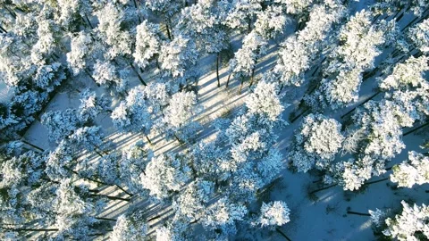 Aerial view of the forest after a snowfall Stock Footage 234020810