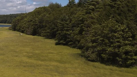 Aerial View of Forest along River Stock Footage 95565646