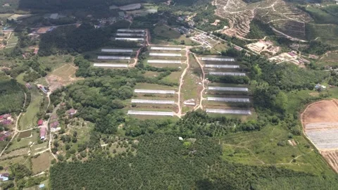 Aerial view of forest and chicken farm's roof in Alor Gajah, Malacca Stock Footage 151190103