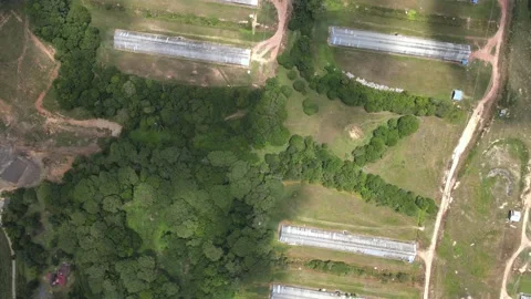 Aerial view of forest and chicken farm's roof in Alor Gajah, Malacca Stock Footage 151190345