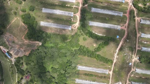 Aerial view of forest and chicken farm's roof in Alor Gajah, Malacca Stock Footage 151190744