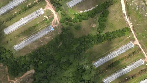 Aerial view of forest and chicken farm's roof in Alor Gajah, Malacca Stock Footage 151190773
