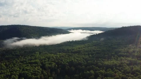 Aerial view of the forest and hills in the fog Stock Footage 252247879