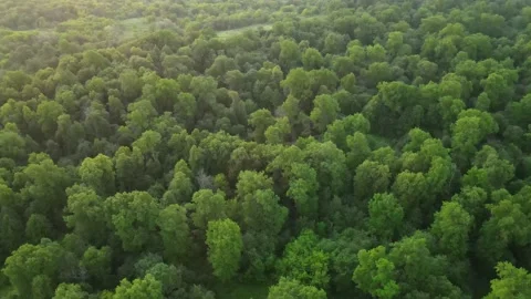 Aerial view of the forest and landscape Stock Footage 200002842