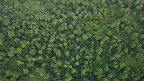 Aerial view of the forest and landscape Stock Footage 200002871