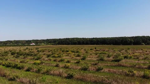Aerial view of the forest and meadow. Stock Footage 125210349