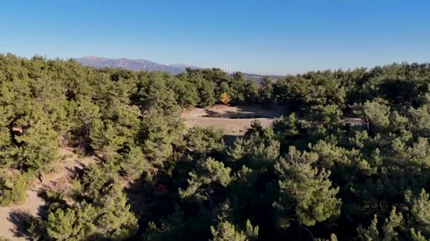 Aerial View of Forest and the Pond Stock Footage 297802443