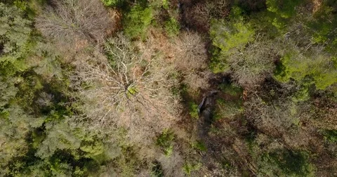 Aerial view of forest and river during winter in provence Stock Footage 71168507