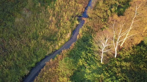 Aerial view of a forest and a river Stock Footage 147956820