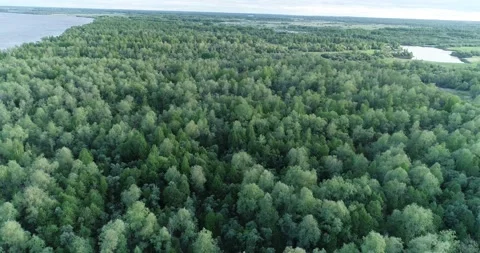 Aerial view of the forest and river. Flight over the forest Video stock 196320518