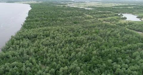 Aerial view of the forest and river. Flight over the forest Stock Footage 196446613