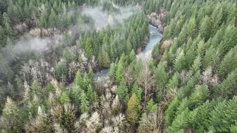 Aerial View of Forest and River in Rural Oregon Stock Footage 264121704