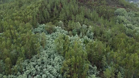 Aerial View of Forest and River in Harmony with Nature Stockbeeldmateriaal 312747334