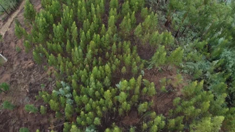 Aerial View of Forest and River in Harmony with Nature Stock Footage 312747384
