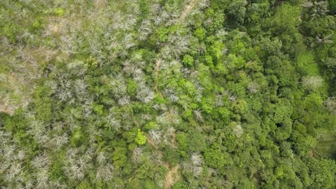 Aerial view of Forest and Rubber Plantation in Kuala Lipis Stock Footage 149110629