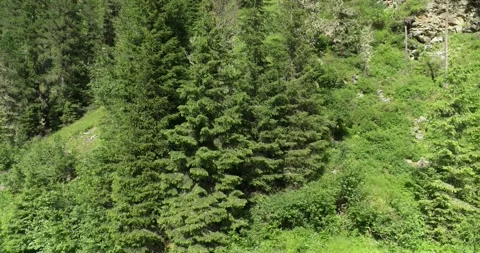 Aerial view of Forest and small River in the Alps. Nature from above. Stock Footage 197532938