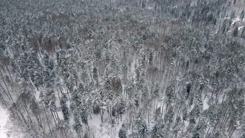 Aerial view of forest and trees covered in snow Video stock 195961689