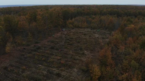 Aerial view of the forest in autumn. Forest trail from the air. Stock Footage 125536751