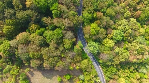 Aerial view of forest, autumn time, colorful landscape Video stock 252028359