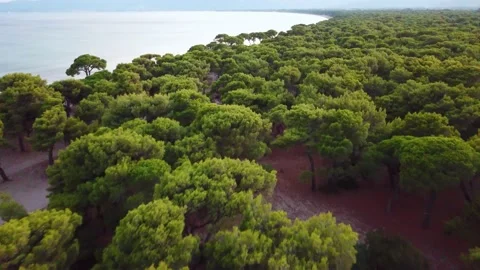 Aerial View to the Forest on the Beach Stock Footage 239178957