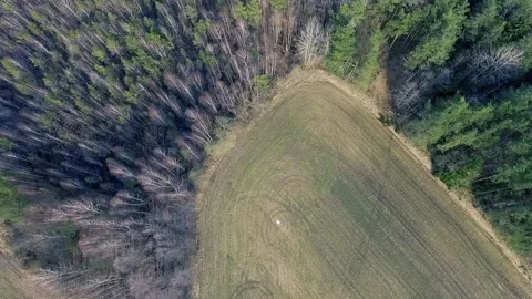 Aerial view of forest in Belarus. Stock Footage 153049448