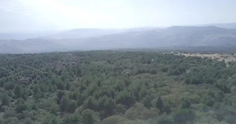 Aerial view of a forest in Bronte, Sicily 動画素材 149052889