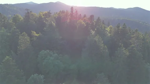 Aerial View of Forest Canopy Bathed in Soft Sunset Light Stock Footage 295207375