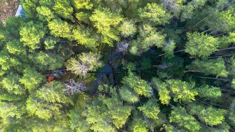 Aerial View of Forest Canopy Stock-Fotos