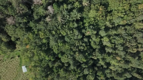 Aerial view of forest canopy, United Kingdom. Stock Footage 318601162
