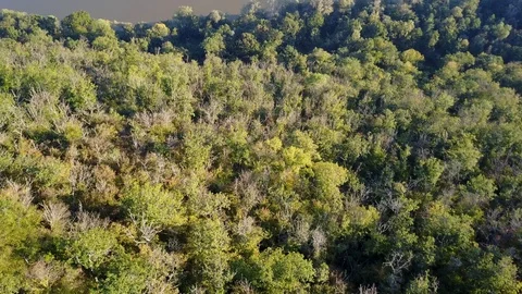 Aerial view of forest in the canyon. 스톡 동영상 111646835