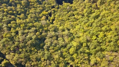 Aerial view of forest in the canyon. Stockbeeldmateriaal 111647698